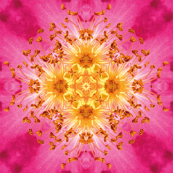 Heckenrose