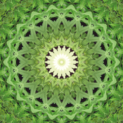 Cannabis